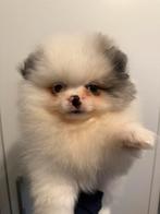 100% pomeriaan puppy te koop papa en mama FCI stamboom, Dieren en Toebehoren, Rabiës (hondsdolheid), 8 tot 15 weken, Meerdere