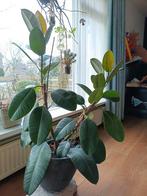 Ficus Robusta, Huis en Inrichting, Ophalen, Ficus, Halfschaduw, 150 tot 200 cm