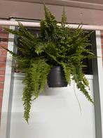 Nephrolepis exaltata fluffi ruffles, Ophalen of Verzenden, Halfschaduw, Minder dan 100 cm