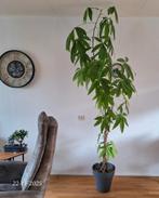 Te koop Pachira Aquatica, Huis en Inrichting, Kamerplanten, Ophalen, 200 cm of meer, Overige soorten, Halfschaduw