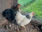 Prachtige wyandotte kriel hennetjes, Dieren en Toebehoren, Pluimvee, Vrouwelijk, Kip