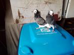Sierduiven, Dieren en Toebehoren, Vogels | Duiven, Meerdere dieren, Overige soorten