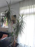 Grote Dracaena Plant - 2.40 meter!, Ophalen, Halfschaduw