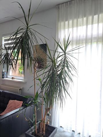 Grote Dracaena Plant - 2.40 meter! beschikbaar voor biedingen