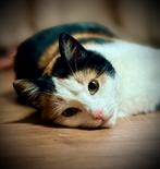 Lief zwervertje zoekt perfect plekje, Poes