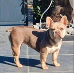 Franse bulldog (GASTENGEZIN)gezonde richtlijn met neusje, Dieren en Toebehoren, Honden | Bulldogs, Pinschers en Molossers, Rabiës (hondsdolheid)
