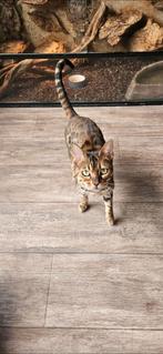 Bengaalse poes, Dieren en Toebehoren, Katten en Kittens | Raskatten | Korthaar, Poes