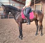 Brave 6 jr ruin 1,64(recreatie-manege-sport), Dieren en Toebehoren, Springpaard, B, Gechipt, Ruin