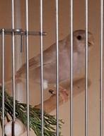 2 koppels goudvinken, Dieren en Toebehoren, Meerdere dieren, Wildzangvogel, Geringd