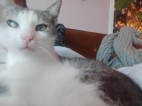 Oppas gezocht voor kater omg Dordrecht (1 tm 20 november 25), Dieren en Toebehoren, Katten en Kittens | Overige Katten, Kater