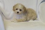 Prachtige Lieve Maltipoo pups, Poedel, Nederland, Reu, CDV (hondenziekte)