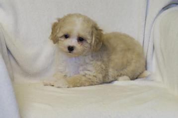 Prachtige Lieve Maltipoo pups beschikbaar voor biedingen