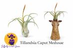 Tillandsia Caput Medusae, Ophalen of Verzenden, Halfschaduw, Minder dan 100 cm