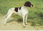 kaart Pointer, Ophalen of Verzenden, 1980 tot heden, Ongelopen, Hond of Kat