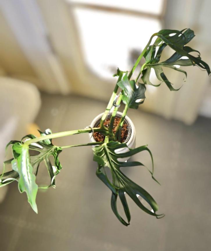 Rare! Monstera unniiae, Huis en Inrichting, Kamerplanten, Minder dan 100 cm, Halfschaduw, Ophalen
