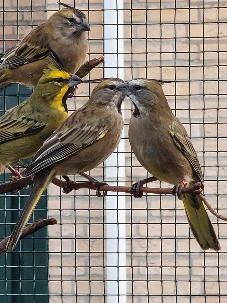 Groene Kardinalen....poppen...2025., Dieren en Toebehoren, Vogels | Overige Vogels, Tropenvogel, Vrouwelijk, Geringd