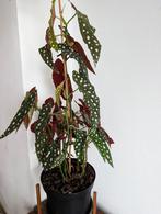 Grote Stippenbegonia (Begonia Maculata) in pot, Huis en Inrichting, Kamerplanten, Ophalen, Overige soorten, Halfschaduw, In pot