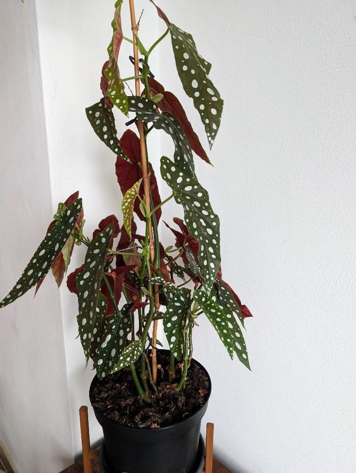 Grote Stippenbegonia (Begonia Maculata) in pot, Huis en Inrichting, Kamerplanten, Overige soorten, Minder dan 100 cm, Bloeiende kamerplant