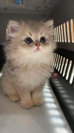 Lieve kattenoppas gezocht? Betaalbaar & met 24/7 zorg!, Ophalen of Verzenden, Nieuw