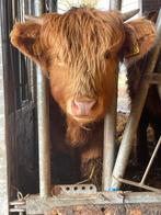 Schots Hooglander mini stiertje, Dieren en Toebehoren, Runderen, Mannelijk
