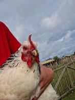 Sussex columbia hen (toos), Dieren en Toebehoren, Pluimvee, Vrouwelijk, Kip