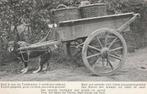Hondenkar trekhond hond ansichtkaart, Ophalen of Verzenden, 1920 tot 1940, Ongelopen, Zuid-Holland