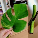 Monstera aurea variegata stek, Ophalen, Overige soorten, Minder dan 100 cm