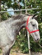 Mooie 4 jarige E pony ruin, E pony (1.48m - 1.57m), Ruin, 3 tot 6 jaar, Gechipt
