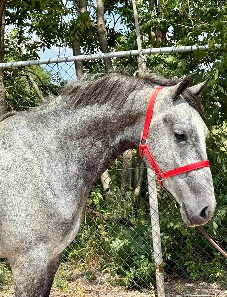 Mooie 4 jarige E pony ruin, Dieren en Toebehoren, Pony's, Ruin, Onbeleerd, E pony (1.48m - 1.57m), 3 tot 6 jaar, Gechipt, Ontwormd