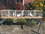 Palomo de clase, Spaanse kroppers, Dieren en Toebehoren, Vogels | Duiven, Meerdere dieren, Kropper