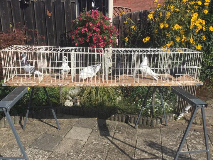 Palomo de clase, Spaanse kroppers, Dieren en Toebehoren, Vogels | Duiven, Kropper, Meerdere dieren