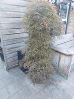 Japanse Esdoorn Ornatum, Tuin en Terras, Planten | Bomen, Ophalen, 100 tot 250 cm