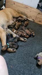 Bullmastiff x berner sennen  x chow chow pups, Rabiës (hondsdolheid), 8 tot 15 weken, Bulldog, Meerdere