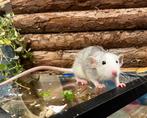 Leuke sociale tamme ratten ( vrouw) direct van de fokker, Dieren en Toebehoren, Knaagdieren, Rat, Juli, Vrouwelijk, Tam