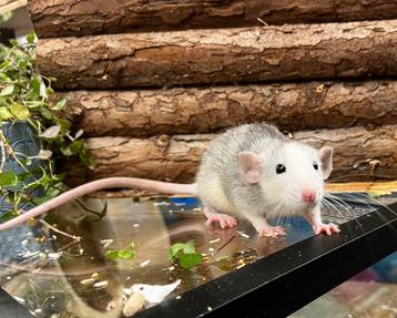 Leuke sociale tamme ratten ( vrouw) direct van de fokker beschikbaar voor biedingen