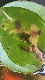 Goudvis guppies/baby goudvissen  €3,- voor 5 vissen, Dieren en Toebehoren, Vissen | Aquariumvissen, Vis