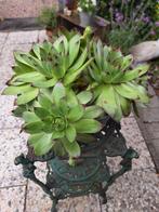 Vetplant, Ophalen, Zomer, Overige soorten