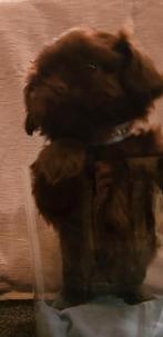 Shih Tzu pup 3 reutjes, diverse kleuren, Dieren en Toebehoren, Honden | Chihuahua's en Gezelschapshonden, 8 tot 15 weken, CDV (hondenziekte)