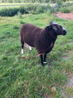 Zwartbles Dekram, Dieren en Toebehoren, Schapen, Geiten en Varkens, Mannelijk, Schaap