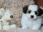BEELDSCHONE PUPPY’S - Kruising Shih Tzu & Dwerg Schnauzer, Dieren en Toebehoren, Honden | Chihuahua's en Gezelschapshonden, Maltezer