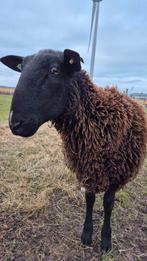 Mooie zwartbles dekram, Dieren en Toebehoren, Schapen, Geiten en Varkens, Mannelijk, Schaap