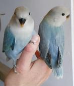 Agapornis Roseicollis dwergpapegaai te koop, Geslacht onbekend, Dwergpapegaai of Agapornis