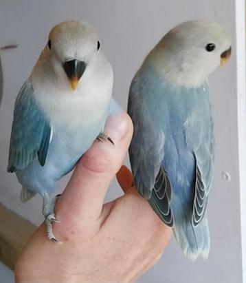 Agapornis Roseicollis dwergpapegaai te koop beschikbaar voor biedingen