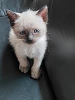 Siamezen kittens, Meerdere dieren, Ontwormd, 0 tot 2 jaar