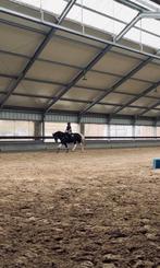 SPONSORPAARD GEZOCHT !!, Ophalen of Verzenden