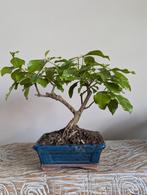 Durantha Bonsai, Bloeit niet, Halfschaduw, Minder dan 100 cm, Overige soorten