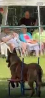 Mechelse herder reu afgerichte nvbk C 3 politiehond & bewaki, Dieren en Toebehoren, Rabiës (hondsdolheid), Reu, Meerdere, 3 tot 5 jaar
