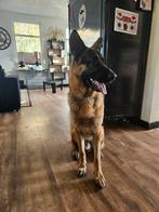 Duitse herder 1 jaar, Dieren en Toebehoren, Reu, 1 tot 2 jaar, Eén hond, Herder