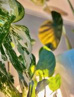 Stekjesbox kamerplant Monstera - ZELDZAAM, Huis en Inrichting, Kamerplanten, Overige soorten, Minder dan 100 cm, Ophalen of Verzenden