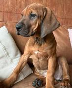 Rhodesian ridgeback pups, Rabiës (hondsdolheid), 8 tot 15 weken, Meerdere, Meerdere dieren